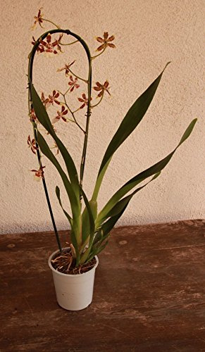 Orquídea Cambria (1 vara de flores) - Planta viva de interior