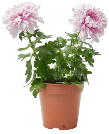 Verdecora Crisantemo Zembla en maceta de Ø12cm | Chrysanthemum Zembla | Planta Natural de Exterior con Floración Abundante | Ideal para Jardines y Terrazas | Color variado dependerá de disponibilidad