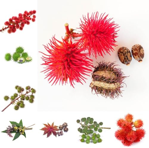 Semillas de ricino perennes, productos sostenibles Balcón con parterre de resistentes en jardín balcón jardín variedades antiguas 15pcs