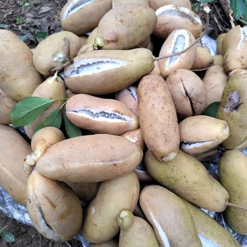 Semi di Holboellia latifolia, da nani resistenti da rampicanti resistenti frutteto resistenti per il giardino esotiche da 30pcs