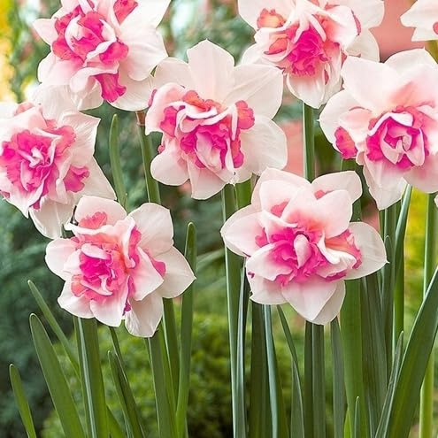Zwiebeln Narzissen Narcissus Osterglocken Onion Knolle Zwiebeln Farbe Rosa Pink Gelb MIX White Sorte zur Auswahl Winterhart Mix 5 10 20 Stk. (Rosa 5 Stk.)
