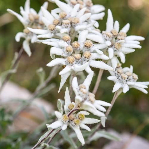 edelweiss - gartenpflanze stauden winterhart mehrjährig wildblumensamen pflanzenkübel wildkräuter hochbeet balkon pflanzensamen exotisch kräutersamen bodendecker blumengarten 300samen