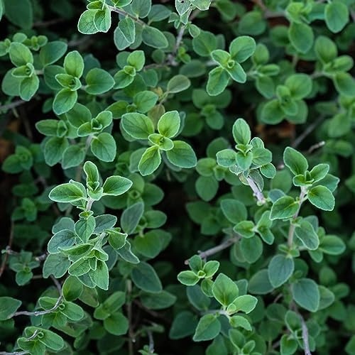 maggiorana Semi di aromatiche, resistenti in vaso semi di maggiorana aromatiche da giardino organiche per la copertura del terreno giardino tappezzanti balcone 500semi