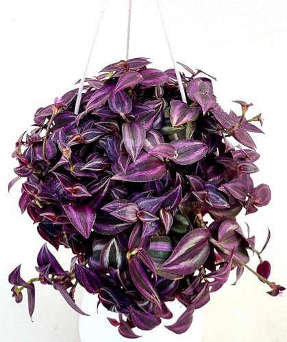 POWERS TO FLOWERS - TRADESCANTIA ZEBRINA BURGUNDY IN VASO 17CM DIAMETRO, pianta vera