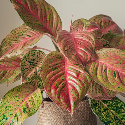 semi di aglaonema - sempreverdi serre da balcone esotiche per giardino d'appartamento purificano l'aria regali per gli amanti del giardino 100pcs