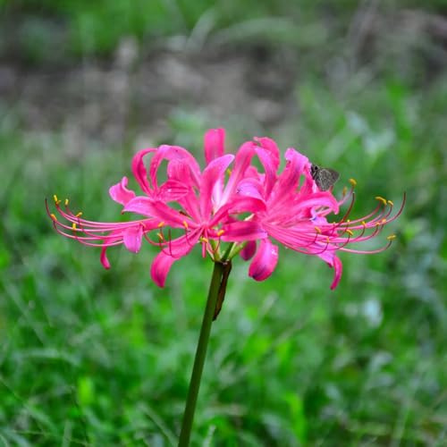 bulbi di giglio ragno, Lycoris radiata - resistenti, giardino 9pcs