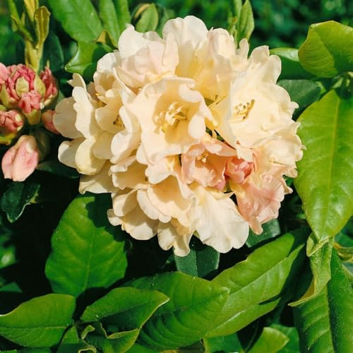 Rhododendron yakushimanum Golden Torch 25-30 cm Zierstrauch winterhart | Kompakter Wuchs, gelbe Blüten, halbschattiger Standort, ideal für Beet und Balkon, dekorativer Blickfang
