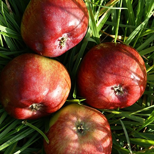 Säulenapfel Dzin (R) robuster Apfel aus Russland 80-120 cm im 7,5 Liter Topf Unterlage: M7