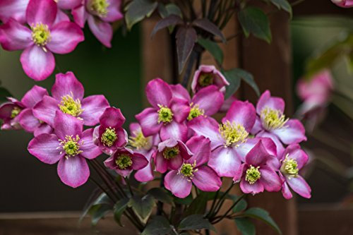 Clematis montana 'Freda' im Topf gewachsen 40-60cm mit zweifarbiger, kräftiger Blüte