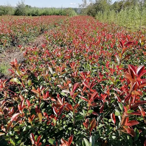 semillas de photinia Red Robin Decoración sala estar con cama en 650pcs