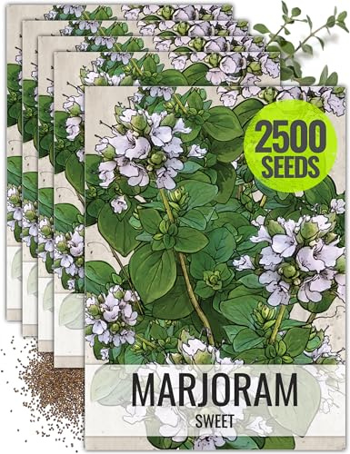 Seed Needs Sweet Marjoram Seeds for Planting - Heirloom, Non-GMO & Untreated - Perennial Culinary & Medicinal Herbs for Indoor/Outdoor Growing (5 Packs)