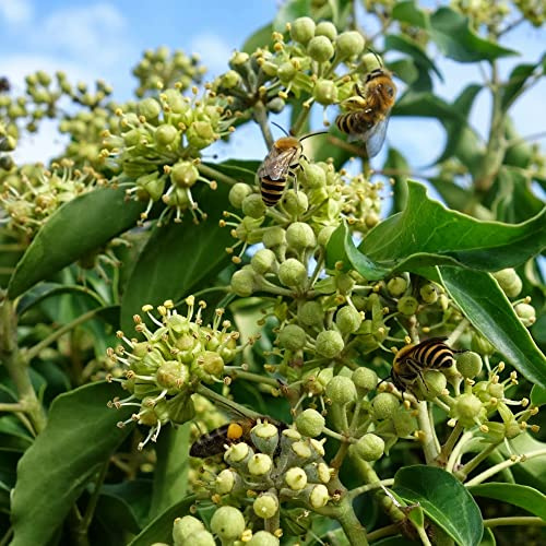 GardenersDream Hedera Hibernica - XL Irischer Efeu Winterhart - Schnellwachsende Kletterpflanzen - Winterharte Pflanzen für Garten