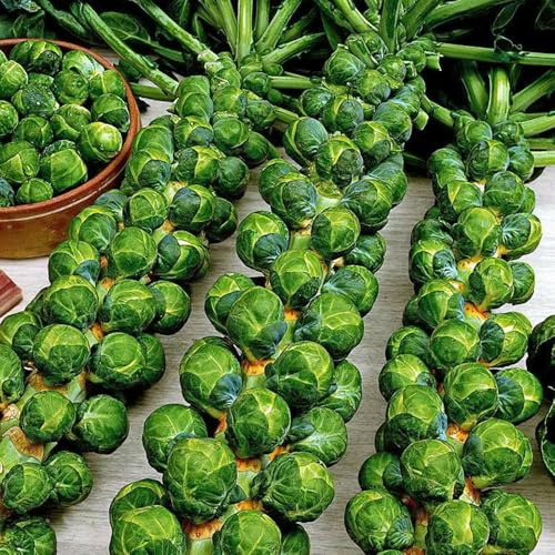 rosenkohl - alte sorten, balkon winterhart garten hochbeet bio 50samen