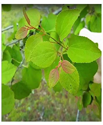 Stk - 20x Cercidiphyllum japonicum Jap. Kuchenbaum Pflanzen - Samen B877 - Seeds & Plants Shop by Ipsa
