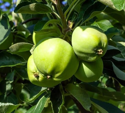 Apfelbaum `Weißer Klarapfel´, Halbstamm, 150-170cm, wurzelnackt