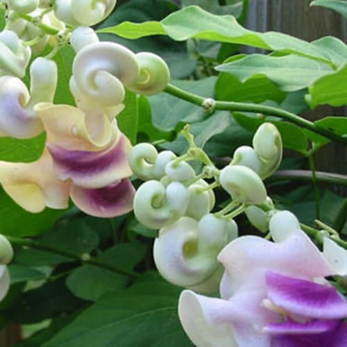 Semi di fagiolo lumaca, vite lumaca, semi di selvatici vecchie varietà da giardino roccioso resistenti rare semi di farfalle decorazione 120pcs