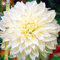 25PCS rara gigante de la dalia de la flor blanca de la dalia Semillas Semillas Bonsai flor de la planta en maceta de flores Balcón magnífico para jardín 7