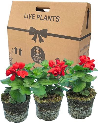 Geranium Plants Live for Planting - 3 Large Garden Ready Plants 1L Pot Size. Well Rooted & Established Pot Bedding, Adding Flower Colour to Containers, Baskets, Patios & Beds. Calliope Landscape Fire