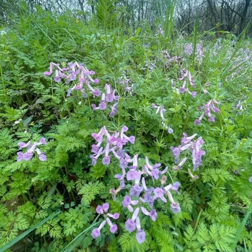 semi di delphinium - delphinium decorazione organica per balcone ombra semi di selvatici rampicanti, giardino roccioso d'appartamento rare resistenti 550semi