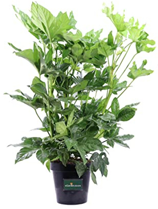 Pianta vera di Fatsia Japonica o Aralia ornamentale da arredo interno o esterno venduta da eGarden.store