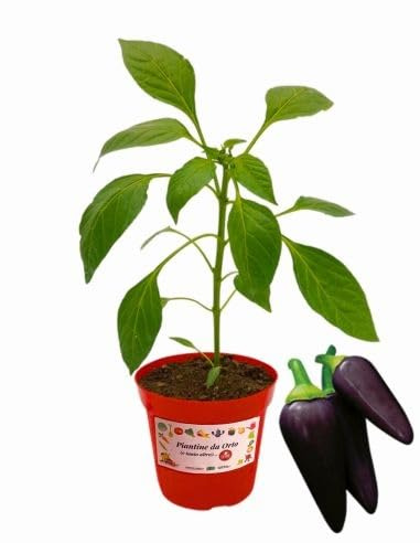 P. Piantine da Orto | Peperoncino Condor, Pianta in Vaso Diametro 14 cm, Pianta Pronta per il Trapianto, Pianta Vera, Frutta da Mangiare, Vivaio Italiano