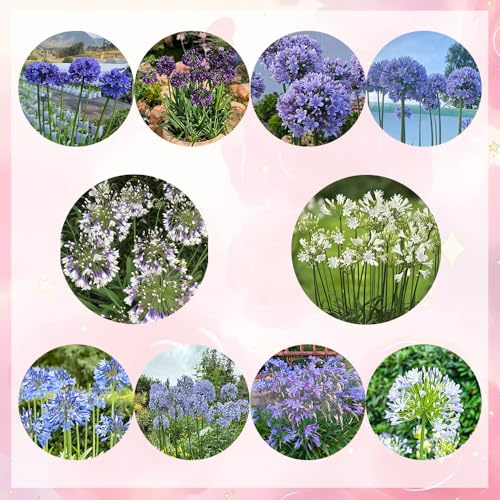 agapanthus kaufen, schatten winterharte schmucklilie balkon bio 600samen