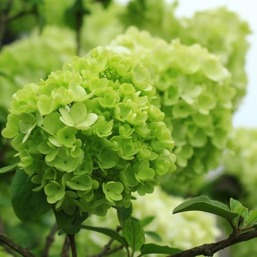 hortensia de semillas de silvestres, siembra otoño jardín balcón jardín semillas silvestres balcón 300pcs