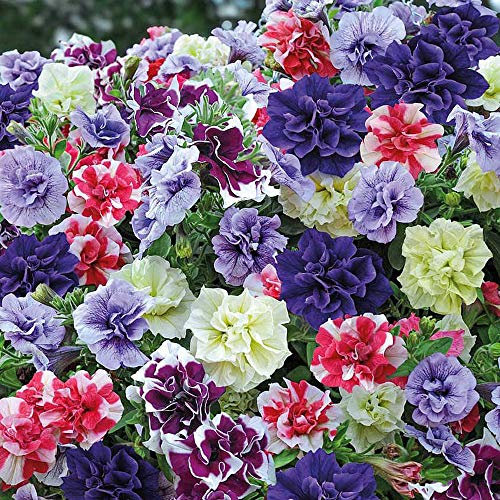 Petunia Plug Plants, Trailing Summer Flowering Bedding Plants, Double Flowers Mix, Gardens & Patios, Hanging Baskets, 10 x Petunia Tumbelina Frills & Spills Plug Plants by Thompson & Morgan (10)
