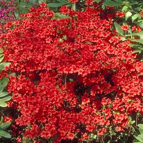 2 x Gardeners Dream Azalee Winterhart 'Geisha RED' - Japanische Azalee Winterharte Pflanzen für Garten & Balkon - Winterharte Kübelpflanzen - Blühende Sträucher Winterhart Mehrjährig im 9cm Topf