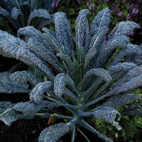 Gardeners Kitchen - Kale Plants - 'Nero Di Toscana' - 6 X Medium Plug Vegetable Plants