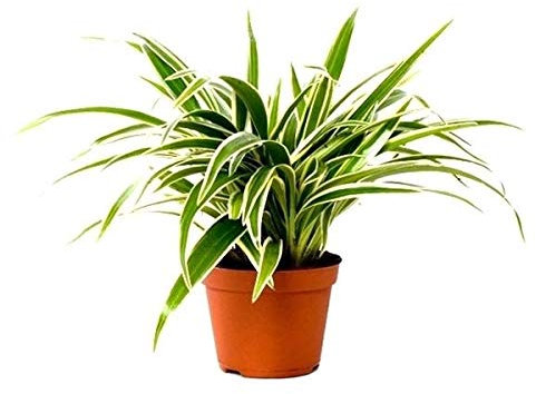 Chlorophytum Laxum - ca. 30 cm Zimmerpflanze | Robuste Grünlilie für Innenräume | Pflegeleichte Luftreiniger-Pflanze