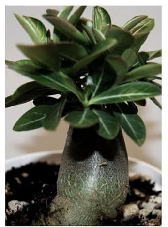 Pcs - 3x Adenium Arabicum Noir Knight Rose Du Désert Plantes - Graines B527 - Seeds & Plants Shop by Ipsa