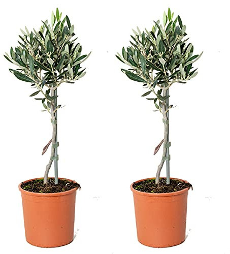 Bloomique - 2er Set - Olea Europaea - Olivenbaum Echt - Gartenpflanzen Winterhart - Höhe 40-50 cm - Topf 14 cm