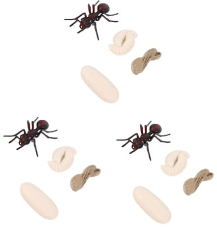 ibasenice 3 Sätze Wachstumszyklus der Insekten Plastikameisenfiguren pädagogisches Schulprojekt Kinderspielzeug Statue Spielzeuge Simulationsmodell der roten Ameise Bildungsbedarf