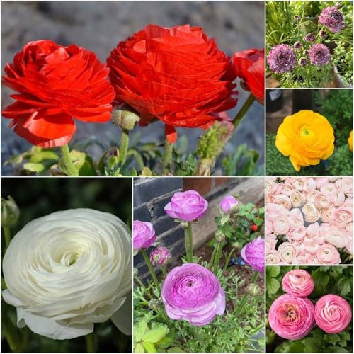 ranunkeln mix - blumenzwiebeln frühblüher wildblumen pflanztopf zimmerbonsai bonsai blumenzwiebel blumenzwiebeln mehrjährig winterhart gartenpflanzen balkonpflanzen 18zwiebeln