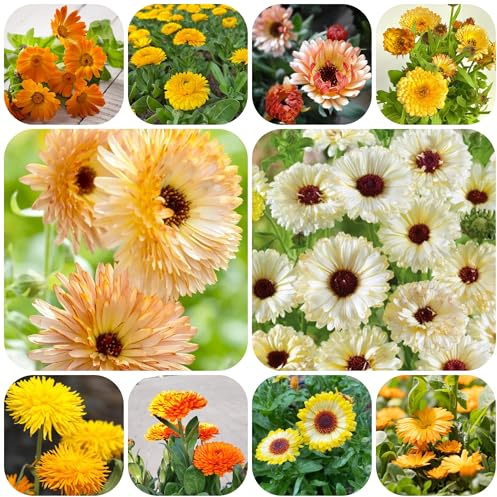 semi di calendula Arredamento del soggiorno con rialzata d'appartamento rare ornamentali per zone soleggiate semi di tappezzanti resistenti al 600semi