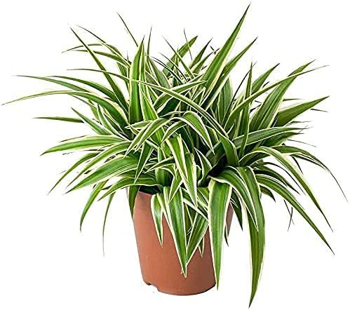 DECOALIVE Chlorophytum Planta Natural de Interior 15-20cm Cinta, Lazo de Amor o Clorofito Planta Purificadora del Aire