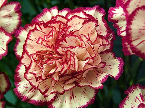 150 Carnation Double Striped Seeds - Dianthus Caryophyllus - 150 Seeds
