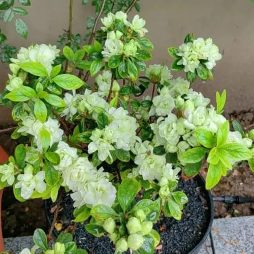 RhododendronSamen, Azalee, gartendeko für draußen alte sorten wohnzimmer deko pflanzensamen stauden winterhart mehrjährig 80Samen