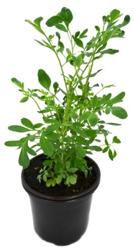 DECOALIVE Ruda Macho 10cm Ruta Chalepensis Planta Natural en Maceta