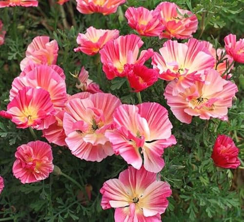 100 Graines de Pavot de Californie ‘Appleblossom Frilly Fun’ – Eschscholzia californica - Fleur Rose Jardin - 332