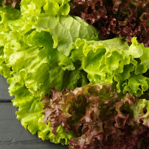 Lettuce Red & Green Salad Bowl Mix Seeds – Easy to Grow in Pots for Colourful, Tasty Baby Leaves – for Your Beautiful Kitchen Garden