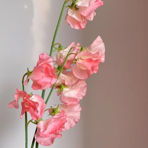 veccia - pisello odoroso ornamentali per luoghi soleggiati pisello odoroso primaverili, resistenti in vaso da balcone insolitito decorativo 900semi