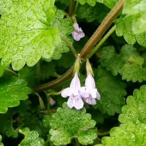 semillas de hiedra terrestre rocas decoración jardín variedades antiguas raras balcón invernadero silvestres, 100pcs
