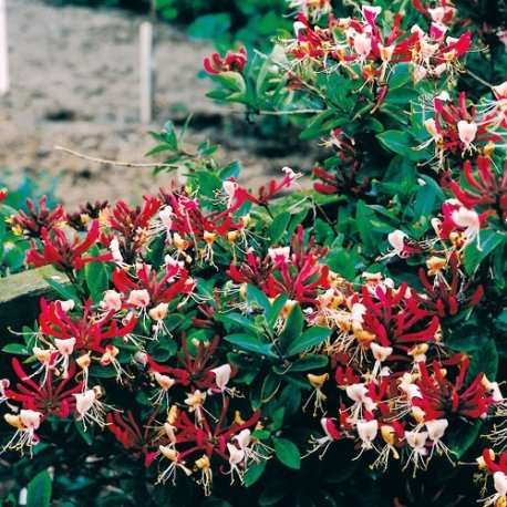 Madreselva Serotina (Lonicera) – Maceta de 1.5 litro (Planta trepadora - Madreselva - Planta adulta) - Resistente a las heladas: excelente | ClematisOnline