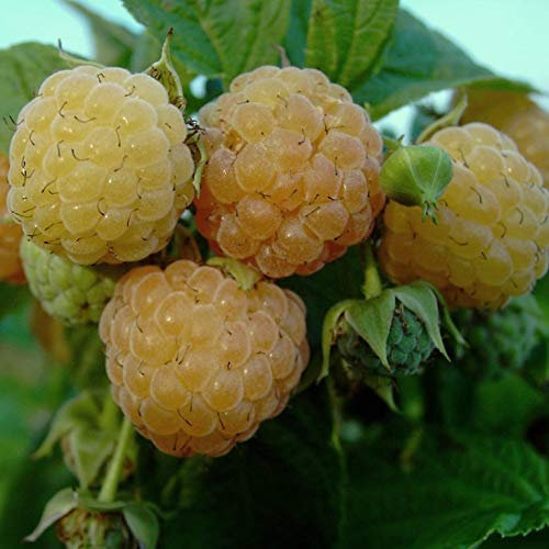 Himbeere Autumn Amber gelbe herbsttragende dornenlose Himbeere ca. 40-60 cm gestäbt im 2-3 Liter Topf