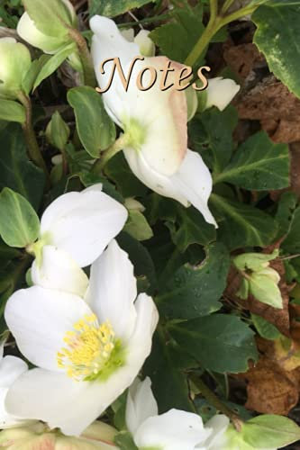 Notes: Christrose