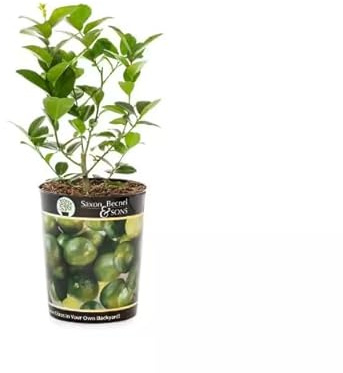 Árbol de Lima Natural en Maceta Fácil Cosecha en Espacios Pequeños
