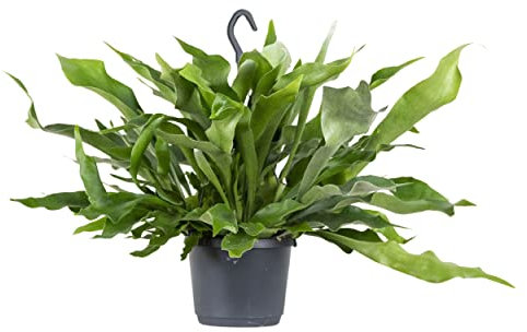 Bloomique - Platycerium Bifurcatum - Geweihfarn - Zimmerpflanzen - Hängepflanzen - Tierfreundlich - Luftreinigend - 30-40 cm Hoch - Hängetopf 17 cm