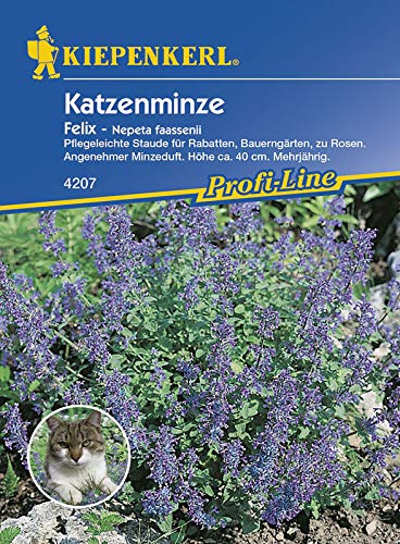 Kiepenkerl 4207 Katzenminze Felix (Katzenminzesamen)